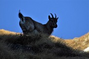 74 Gli stambecchi ci osservano mentre discendiamo la Val Salmurano